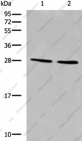 Вестерн-блоттинг, CYB5D1, клетки LOVO и 231