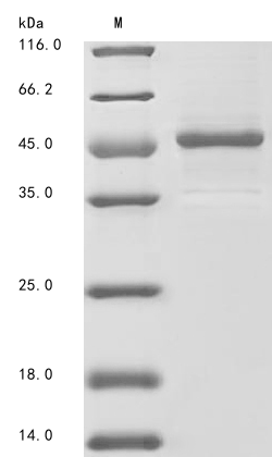 SDS-PAGE