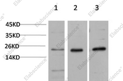 Вестерн-блоттинг, CBX5, клетки HeLa, 3T3 и PC-12