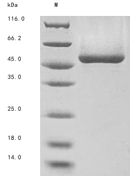 SDS-PAGE