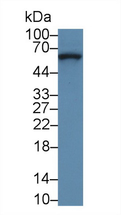 52487