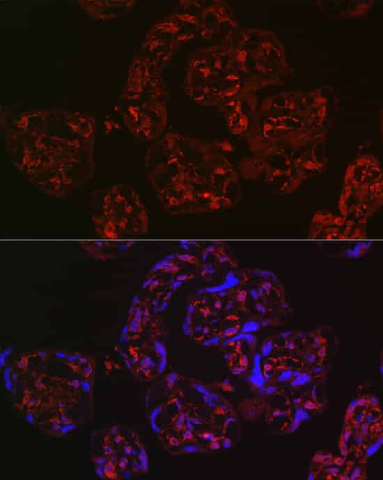Валидация Elabscience E-AB-90638