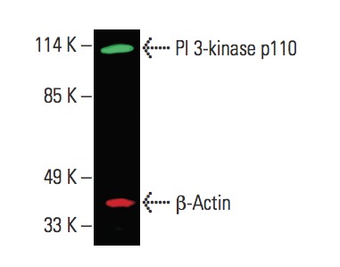 Валидация AssayVector ARM1007(23)