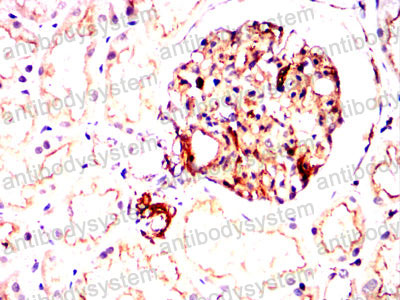 Валидация AntibodySystem RHG48103 (2959)