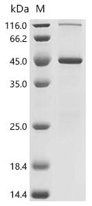 SDS-PAGE