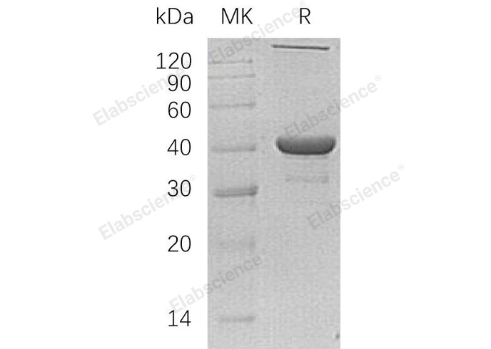 Валидация Elabscience PKSH032780(3201)