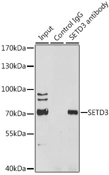 Валидация Elabscience E-AB-92418