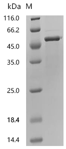SDS-PAGE