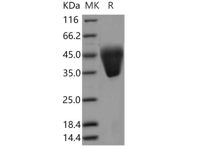 Валидация Elabscience PKSH030559(1464)