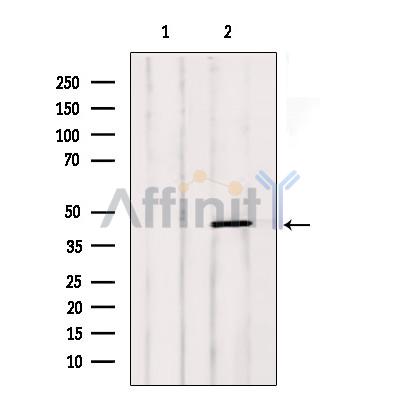 Валидация Affinity DF7292 - 18969