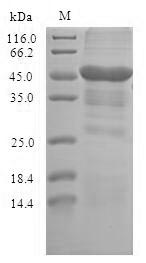 SDS-PAGE