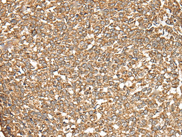 Валидация Elabscience E-AB-18573