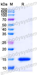 Валидация SDS-PAGE - AntibodySystem RHC19802
