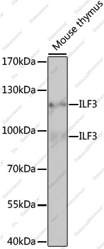 Вестерн-блоттинг, ILF3, ткань тимуса мыши