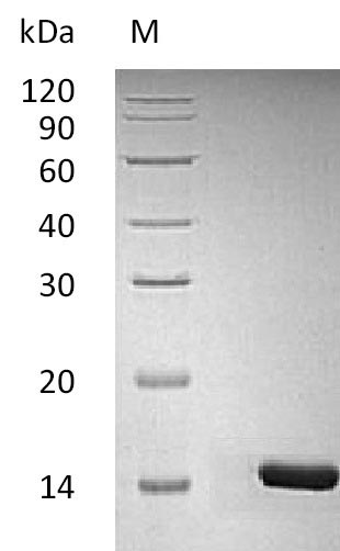 SDS-PAGE