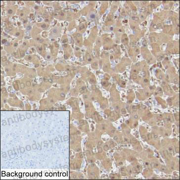 Валидация AntibodySystem RHC02504