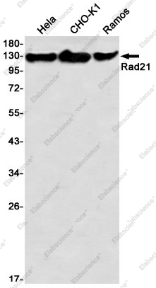 Вестерн-блоттинг, Rad21, клетки HeLa, CHO-K1, Ramos