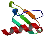 Chemokine C-Motif Ligand 2 (XCL2) Chemokine C-Motif Ligand 2 (XCL2)