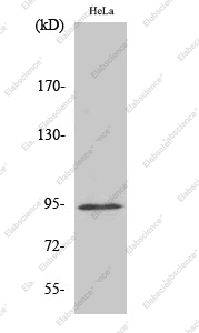 Вестерн-блоттинг, Phospho-Stat6 (Tyr641), клетки HeLa