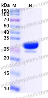 YHN74801, SDS-PAGE