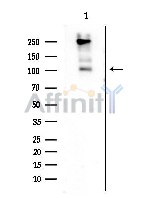 Валидация Affinity AF6103 - 3310