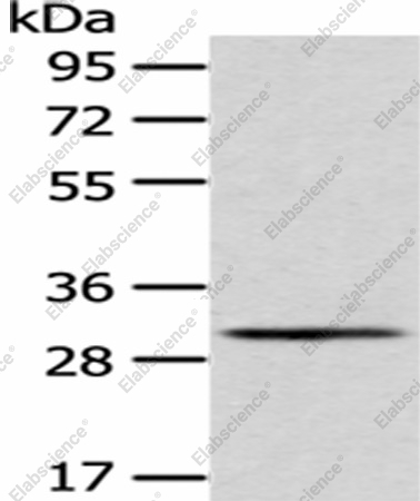 Вестерн-блоттинг, AQP3, клетки A549