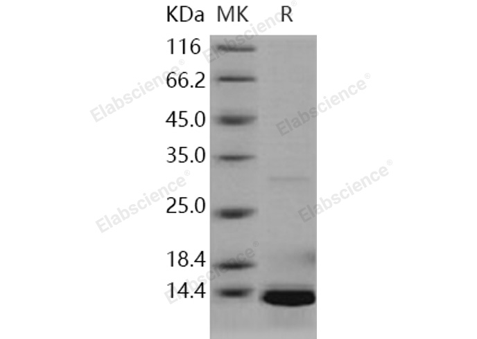 Валидация Elabscience PKSH031242(1996)
