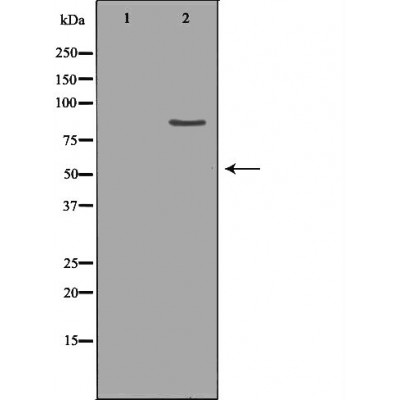 Валидация Affinity DF7469 - 19228