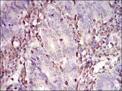 Валидация AntibodySystem RHE37601