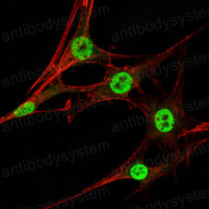 Валидация IF - AntibodySystem RHG48103