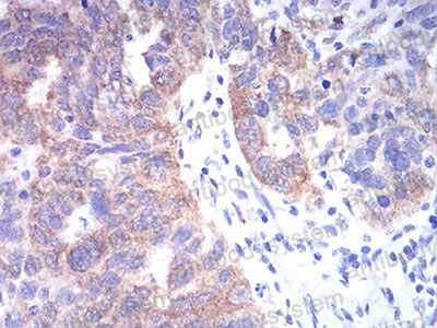 Валидация AntibodySystem RHH20501 (3224)