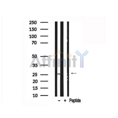 Валидация Affinity AF7702 - 4391
