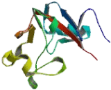 Killer Cell Lectin Like Receptor Subfamily D, Member 1 (KLRD1) Killer Cell Lectin Like Receptor Subfamily D, Member 1 (KLRD1)