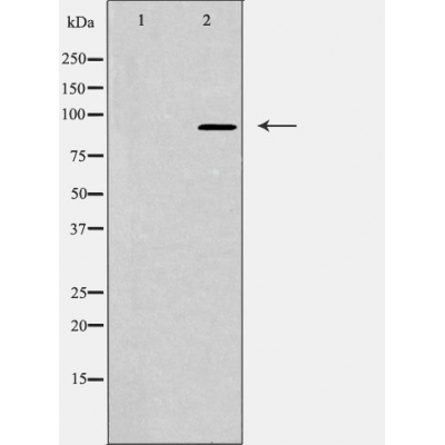 Валидация Affinity DF4252 - 15639