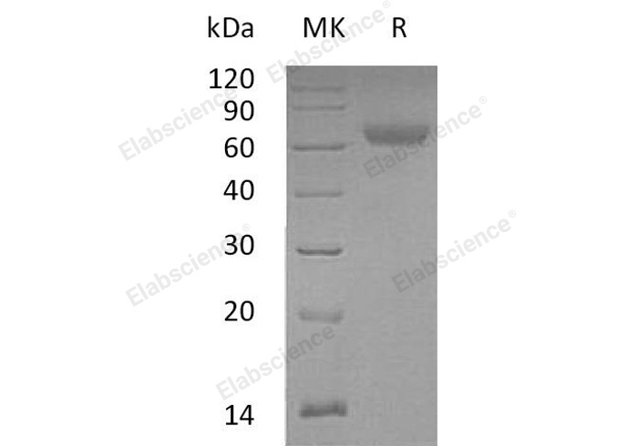 Валидация Elabscience PKSM040963(4901)