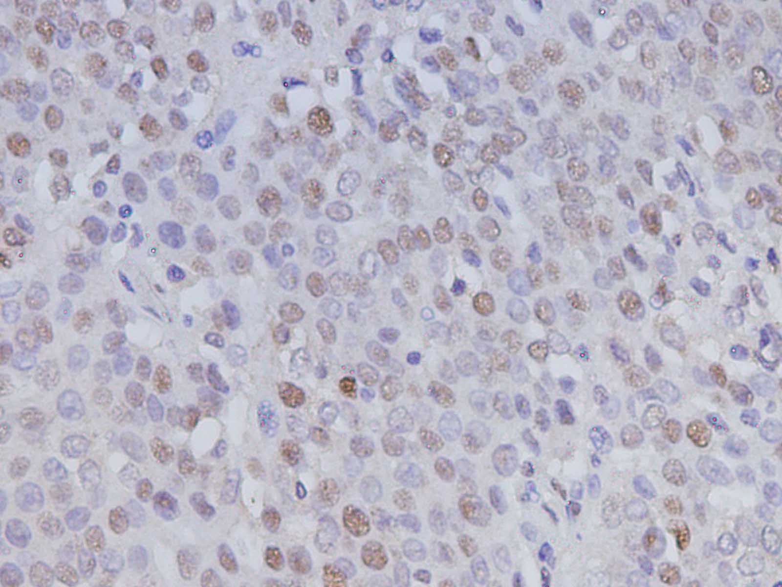 Валидация Elabscience AN005350L