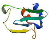 Olfactory Receptor 2D2 (OR2D2) Olfactory Receptor 2D2 (OR2D2)