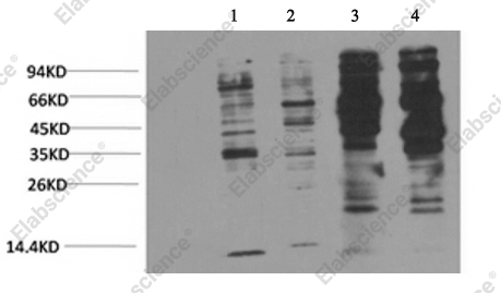 Вестерн-блоттинг, Phosphotyrosine, клетки Jurkat, 293T и ткань мозга крысы и мыши