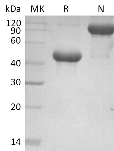 Валидация Elabscience PKSM041367(5261)