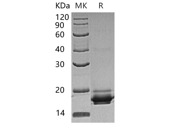 Валидация Elabscience PKSH033272(3610)