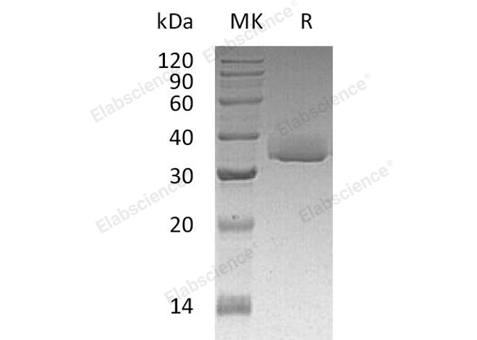 Валидация Elabscience PKSH032473(2943)