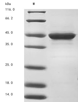 SDS-PAGE