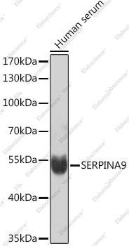 Вестерн-блоттинг, SERPINA9, сыворотка человека