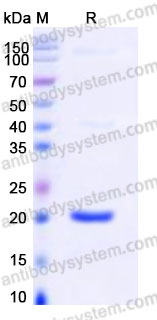 AHA30301, SDS-PAGE