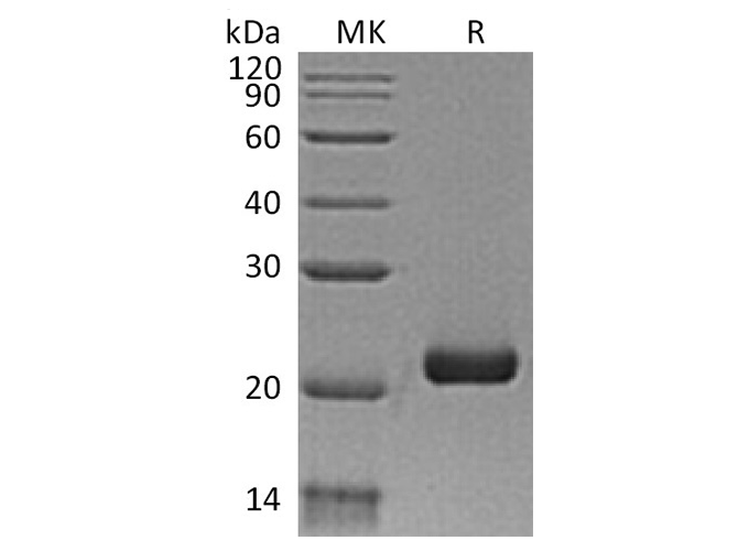 Валидация Elabscience PKSH032637(3076)