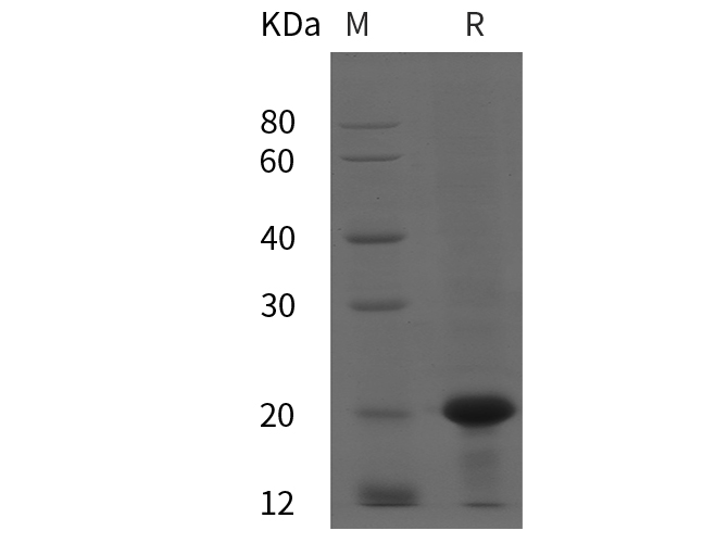 Валидация Elabscience PDEH100835(271)