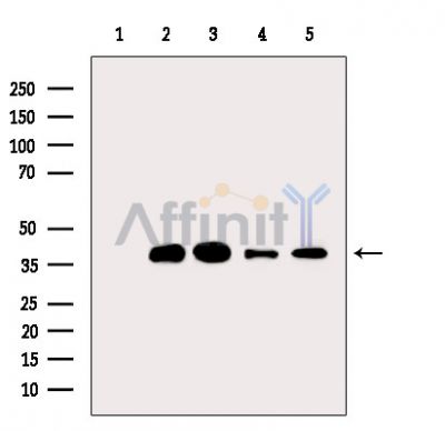 Валидация Affinity DF13922 - 9666