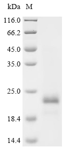 SDS-PAGE