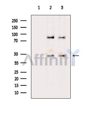 Валидация Affinity DF15116 - 11363