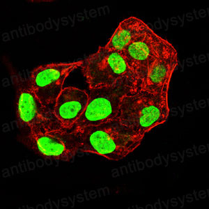 Валидация IF - AntibodySystem RHD15011